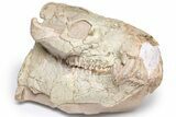 Oreodont (Eporeodon) Skull - South Dakota #217182-1